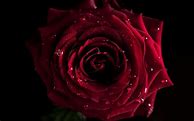Image result for Dark Red Rose iPhone Wallpaper