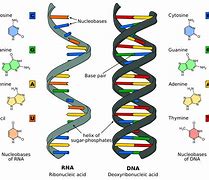 Image result for Nucleic Acid DNA/RNA