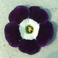 Bildergebnis für Primula auricula Blue Nile