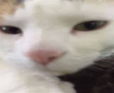 Image result for Cat Looking at Camera Meme