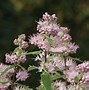 Image result for Caryopteris clandonensis Pink Perfection