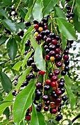 Image result for Native Cherry Tree
