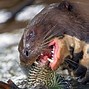 Image result for Otter Animal Is Good for Petting