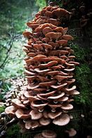 Image result for Funghi Growing On Tree Stump