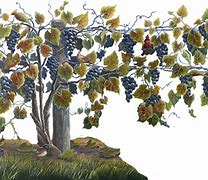 Image result for Grape Vine Plant