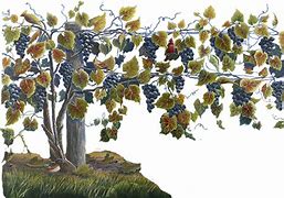 Image result for Grapevine Tree