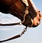Image result for Cut Tongue From a Bit On a Horse