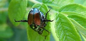 Image result for Bugs with Shiny Hard Shell On Foliage