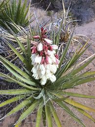 Image result for Native Arizona Cactus
