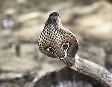 Image result for Cobra Animal