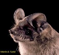 Image result for Brazilian Bat