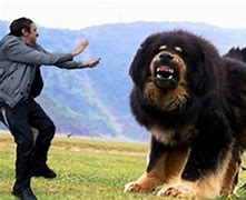 Image result for 10 Biggest Dog Breeds in the World