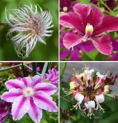 Image result for Clematis Pruning Groups