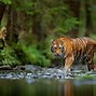 Image result for World Tiger Parjati