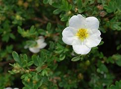 Image result for POTENTILLA FRUT. ABBOTTSWOOD