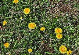 Image result for Yellow Wildflowers