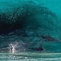 Image result for Shark Making Wave
