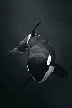 Orka oceaniczna - Zwierzęta