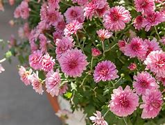 Image result for Chrysanthemum Garden