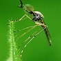 Image result for culex_pipiens