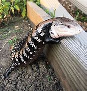 Image result for Pregnant Blue Tongue Lizard