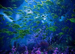 Image result for Underwater Scenery