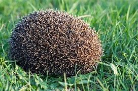 Image result for Hedgehog Rolled in a Ball