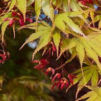 Image result for Acer palmatum Nicholsonii