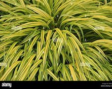 Image result for Ornamental Grass with Yellow Flowers