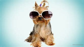Image result for Cool Funny Dogs