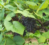 Image result for Grape Bunch