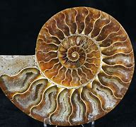 Image result for Ammonite Shell Fossil