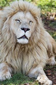 Image result for Lion Bath Toy