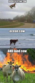 Image result for Cow On Beach Meme