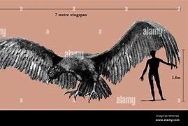 Image result for What Is the World's Biggest Bird