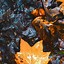 Image result for Free Autumn Wallpaper iPhone