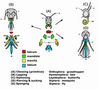 Image result for Insect Head Diagram
