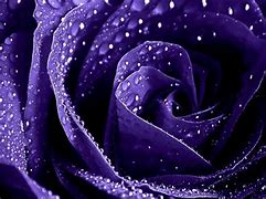 Image result for Black and Purple Flower Wallpaper