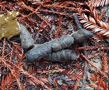 Image result for Bobcat Droppings