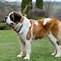 Image result for Big Dog Breeds