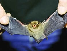 Image result for CC0 Bats