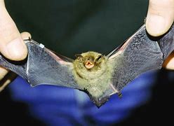 Image result for Epauletted Fruit Bat