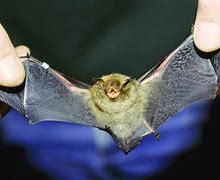 Image result for Cutest White Bat