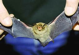 Image result for Cute Bats Sleeping