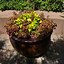 Image result for Container Planting