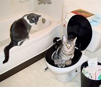 Image result for Cat Toilet Training