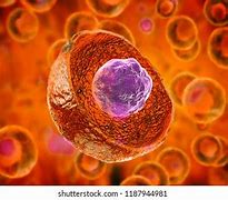 Image result for Purple Stem Cells