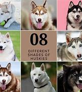 Image result for Husky Dog Colors