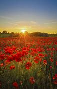 Image result for Flowers Sgwd Pics