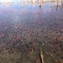 Image result for Goldfish in Lake